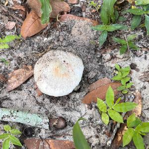 Unknown Species