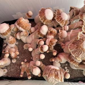 Unknown Species