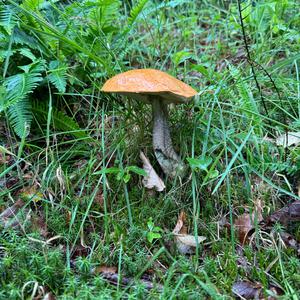 Unknown Species