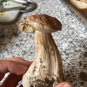 Unknown Species