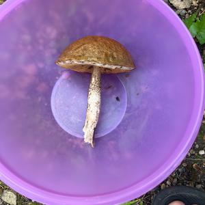 Unknown Species