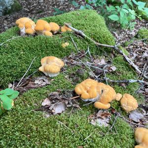 Unknown Species