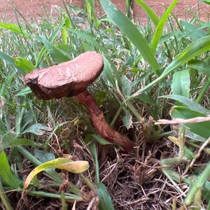 Unknown Species