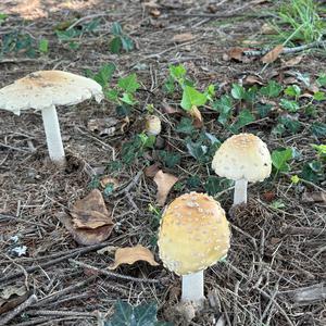 Unknown Species