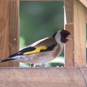 European Goldfinch