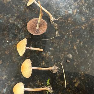 Unknown Species