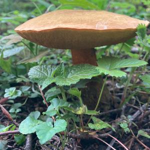 Unknown Species