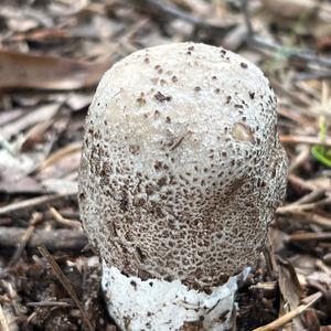 Unknown Species