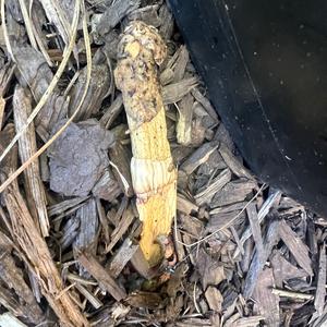 Unknown Species