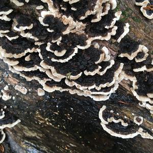 Unknown Species