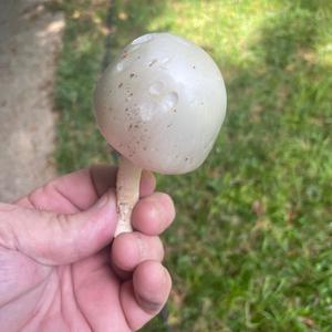Unknown Species