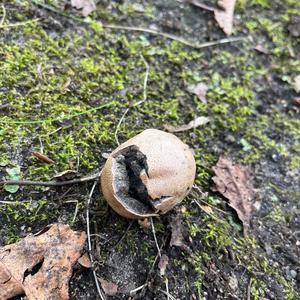 Unknown Species