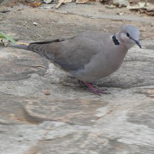 Eurasian Collared-dove