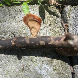 Unknown Species