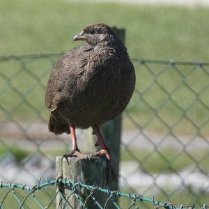 Unknown Species