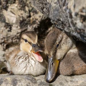 Mallard