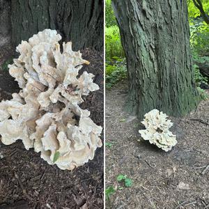 Unknown Species