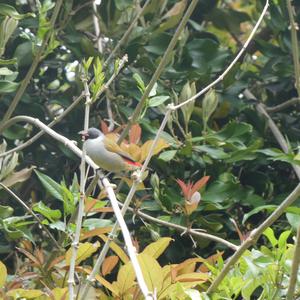 Unknown Species
