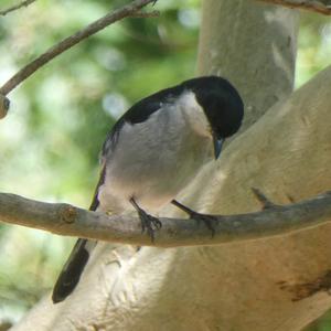 Unknown Species