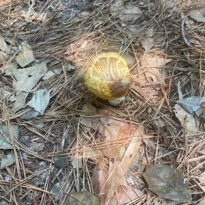 Unknown Species
