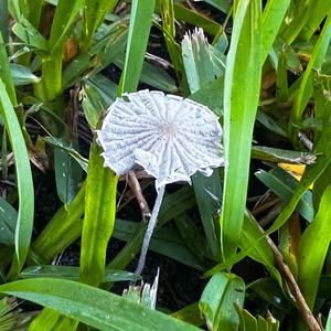 Unknown Species