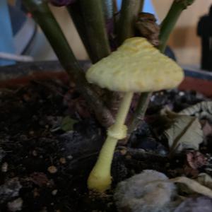 Unknown Species