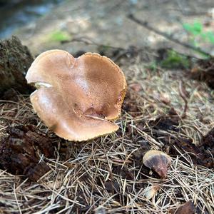 Unknown Species