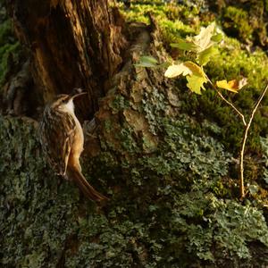 Short-toed Treecreeper