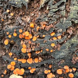 Unknown Species