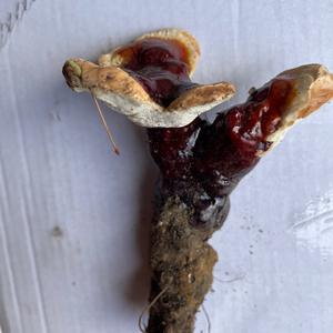 Unknown Species