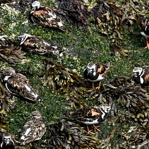 Ruddy Turnstone
