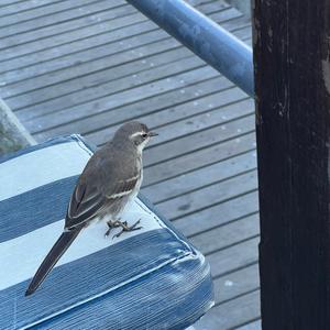 Unknown Species