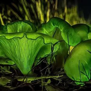 Unknown Species