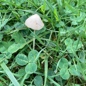 Unknown Species