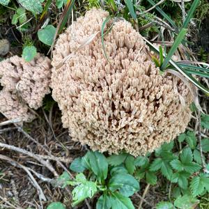 Unknown Species