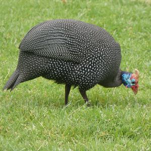 Unknown Species