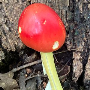 Unknown Species