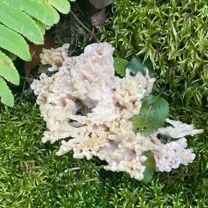 Unknown Species