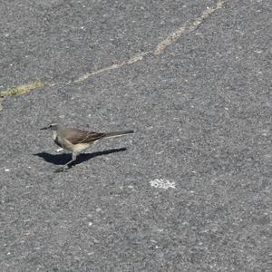 Unknown Species