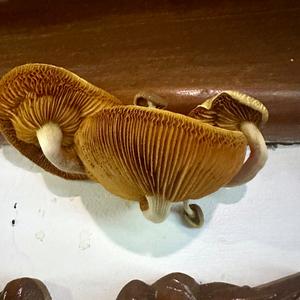 Unknown Species