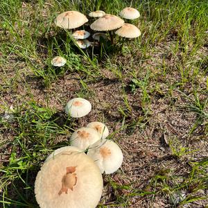 Unknown Species