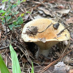 Unknown Species