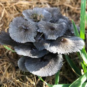 Unknown Species