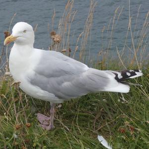 Herring Gull