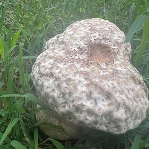 Unknown Species