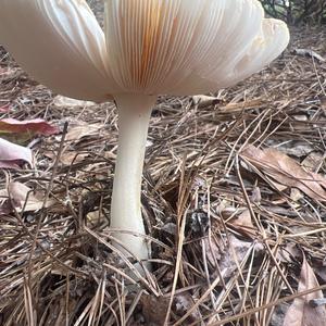 Unknown Species