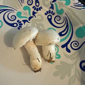Unknown Species