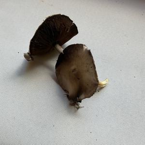 Unknown Species