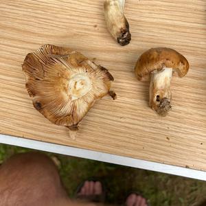 Unknown Species
