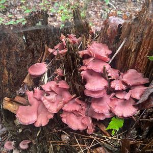 Unknown Species